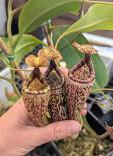 Nepenthes vogelii BE-3256 *ROOTED CUTTING*