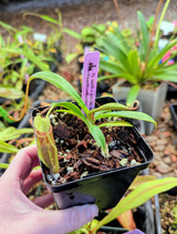 Nepenthes spathulata x jamban BE-4682