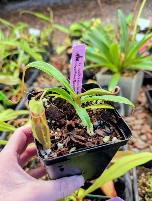 Nepenthes spathulata x jamban BE-4682
