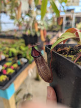 Nepenthes burkei x hamata BE-3747
