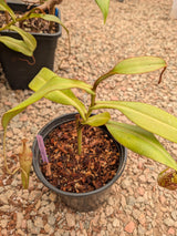 Nepenthes (burbidgeae x veitchii) x mollis AW *Rooted Cuttings*