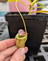 Nepenthes tenuis BE-4049	*ROOTED TIP CUTTINGS*