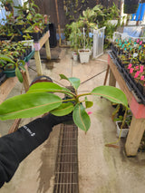 Nepenthes boschiana *SEED-GROWN*