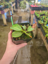 Nepenthes petiolata x veitchii BE-4047