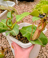 Nepenthes x Tiveyi Basal