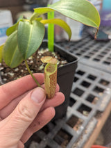 Nepenthes x Alisaputrana BE-3865 *SEED-GROWN*
