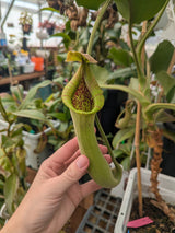 Nepenthes truncata SEED-GROWN *SPECIMEN*