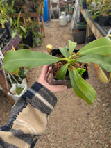 Nepenthes veitchii (Hose Mountains) *XL SPECIMENS*