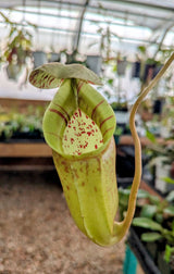 Nepenthes burbidgeae x sibuyanensis BE-3885