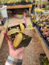 Nepenthes rajah x klossii BE-4071