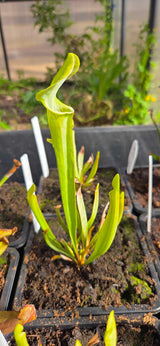 Sarracenia oreophila clay CO x "Hot Lips"