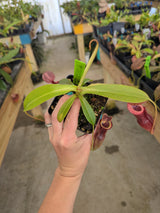Nepenthes singalana x (burbidgeae x edwardsiana) BE-3984