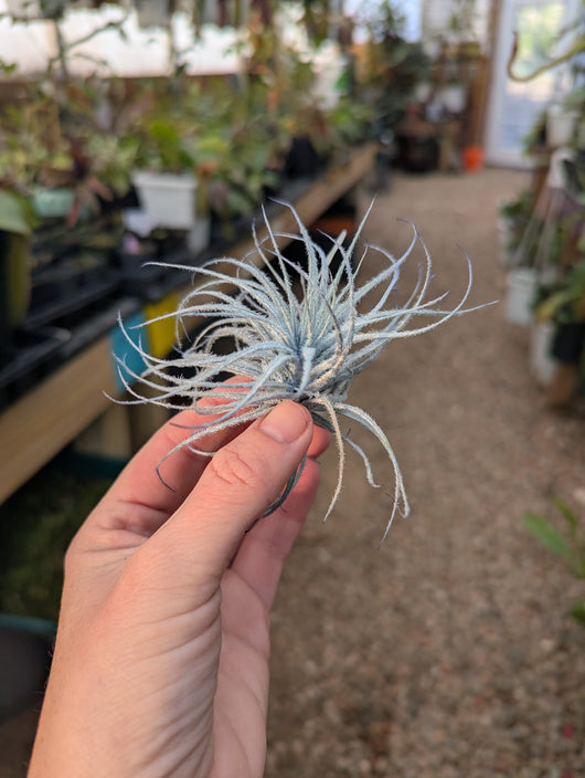 Tillandsia tectorum Infused Blue