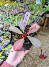 Nepenthes peltata x ephippiata BE-4654