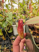 Nepenthes rajah x klossii BE-4071