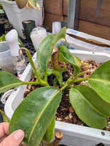 Nepenthes (maxima x boschiana) x truncata *ROOTED CUTTINGS*