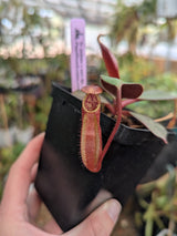 Nepenthes peltata x ephippiata BE-4654