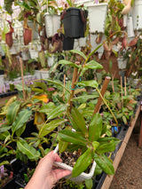 Nepenthes truncata x ramispina Seeds