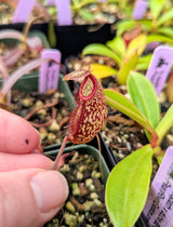 Nepenthes (aristolochioides x spectabilis) x hamata BE-4574