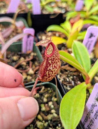 Nepenthes (aristolochioides x spectabilis) x hamata BE-4574