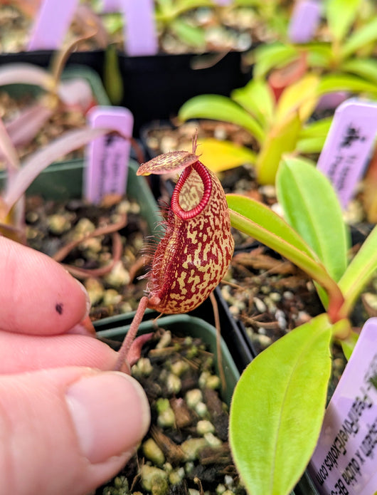 Nepenthes (aristolochioides x spectabilis) x hamata BE-4574