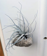Feather Rock magnet for Air Plants