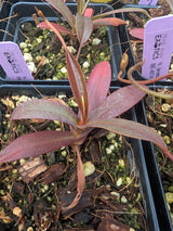 Nepenthes (aristolochioides x spectabilis) x hamata BE-4574