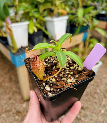 Nepenthes aristolochioides x veitchii BE-4565