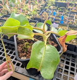 Nepenthes truncata SEED-GROWN *SPECIMEN*
