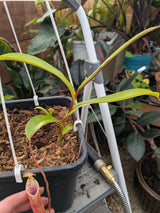 Nepenthes lowii x tentaculata BE-3970