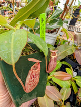 Nepenthes x Alisaputrana BE-3865 *SEED-GROWN*