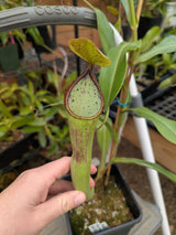 Nepenthes truncata x ramispina AW ISC *SPECIMEN*