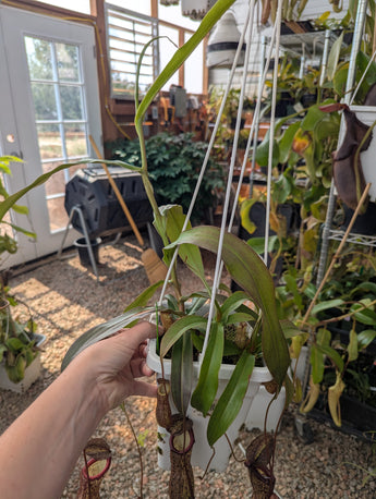 Nepenthes ventricosa x pectinata