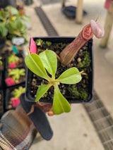 Nepenthes robcantleyi x ventricosa BE-4074