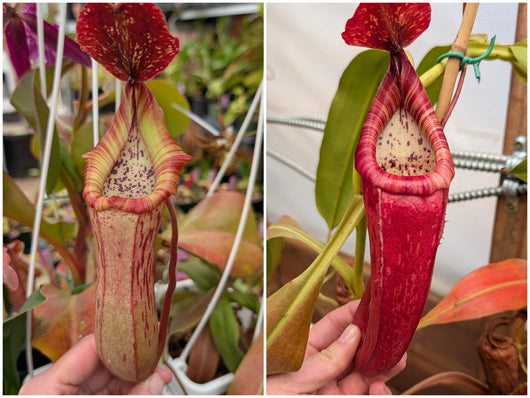 N. (boschiana x veitchii) x josefita seeds