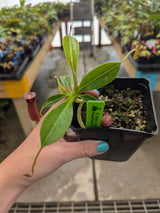 Nepenthes (lowii x macrophylla) x aristolochioides BE-4511