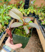 Nepenthes x Alisaputrana BE-3865 *SEED-GROWN*
