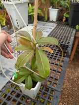 Nepenthes Splendiana x x ((lowii x veitchii) x boschiana) *SEED-GROWN SPECIMEN*