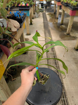 Nepenthes unknown varieties