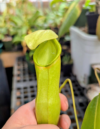 Nepenthes Rokko (EP) x Red Leopard *SEED-GROWN FEMALE XL SPECIMEN*
