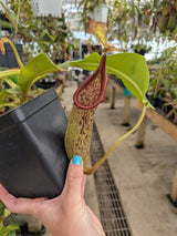 Nepenthes veitchii x maxima