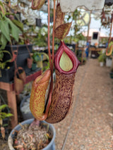 Nepenthes ventricosa x pectinata