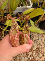 Nepenthes (burbidgeae x veitchii) x mollis AW *Rooted Cuttings*