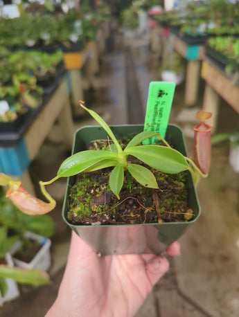 Nepenthes spathulata x jacquelineae BE-3894