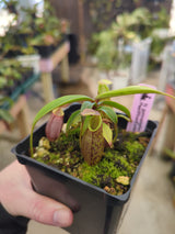 Nepenthes gymnamphora 'Talakmau' BE-4059