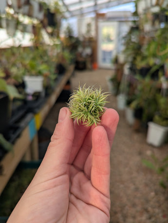 Tillandsia Aeranthos Minima Clump