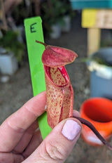 Nepenthes x Alisaputrana BE-3865 *SEED-GROWN* *SPECIMENS*
