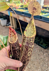 Nepenthes spectabilis BE-3322 "Perkinson Giant" *SPECIMEN*
