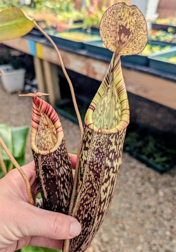 Nepenthes spectabilis BE-3322 