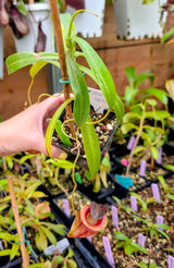 Nepenthes tenuis BE-4049	*ROOTED TIP CUTTINGS*